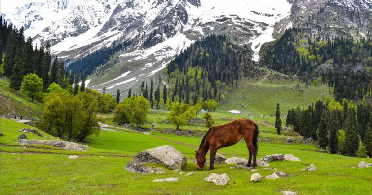 Sonamarg in Kashmir