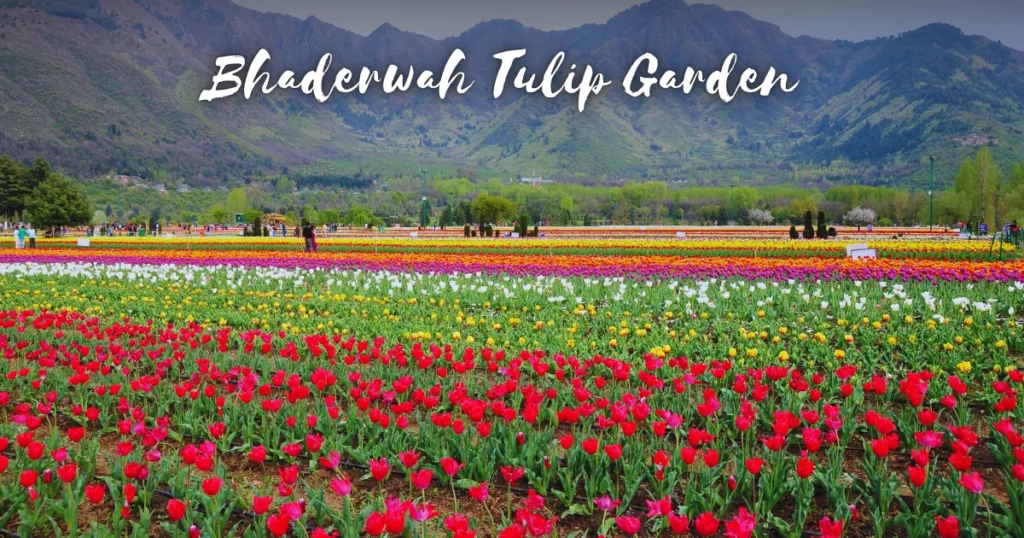 Bhaderwah Tulip Garden