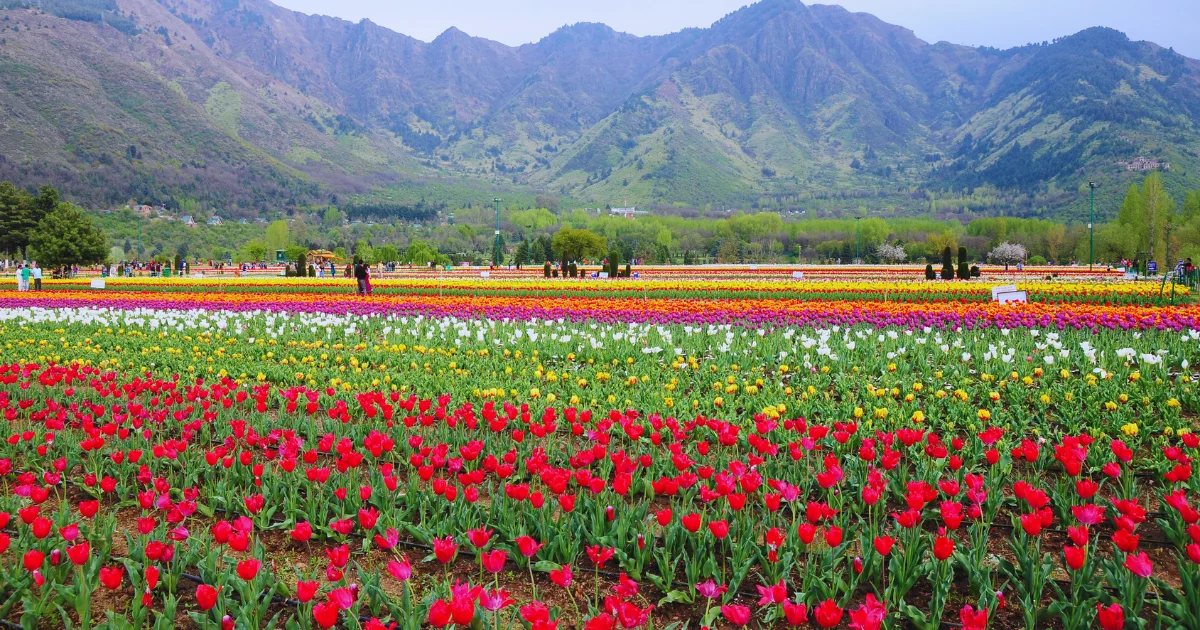 Kashmir in September
